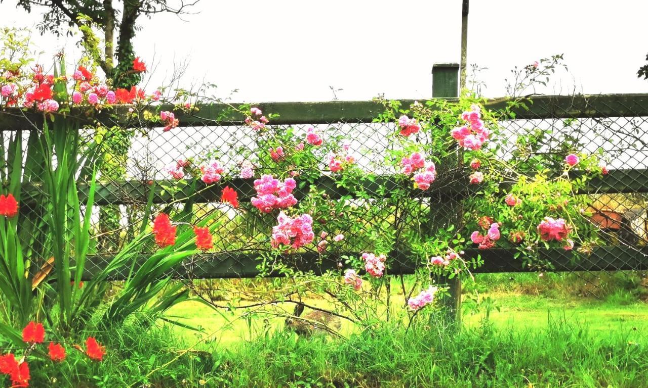 Donegal Town New Listing - Ladybird Cottage - Donegal - Wild Atlantic Way מראה חיצוני תמונה